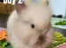 BEAUTIFUL PUREBRED LIONHEAD BABIES