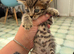 Kittens