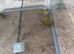 European marsh frog