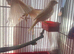 Red factor canaries