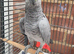 African grey parrot for sale