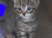 Beautiful kittens