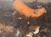 Baby African land snails