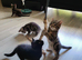 Maine Coon X kittens ready now