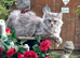 3 pure white maine coons