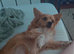 Male chihuahua