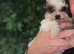 Toy Cavapoo puppies