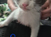 Beautiful maine coon cross kittens