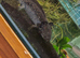 2 breeding pairs of adult axolotl