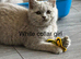Ready Now - Tica Registered BSH kittens