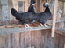WC poland hatching eggs