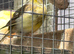 Variegated canary hens