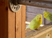 Baby budgies
