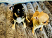 Chihuahua puppy's for sale