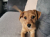 Female Jack Russell x caverlier king Charles spaniel puppy