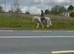 15hh | 5-Year-Old Cob Gelding