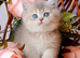 Beautiful female AY11 blue golden shaded British shorthair kitten