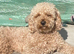 2 year old beautiful boy for stud