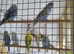 Baby budgies for sale in fife