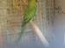 Male and female green ringneck