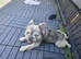 Fluffy frenchie for sale