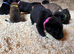 7 beautiful cane Corso X German Shepherd puppies