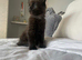 16 weeks lovely kittens