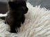 Beautiful black kitteN