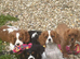 Gorgeous cavalier boys