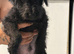 Bedlington x Lakeland terrier last male puppy left