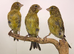 2026 canaries available