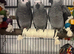 Baby congo african greys