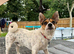 Beautiful dog for stud