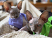 Two Sphynx Boys Looking for Their Forever Home