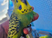 Baby budgies looking for new home , 6 weeks old excellent age for taming