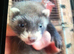 Ferret