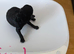 Kc reg gorgeous miniature poodles