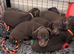 Two gorgeous puppy girls available