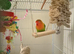 love bird flock
