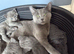 5 Russian blue kittens