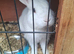 5month male bunny