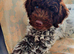 1 male cockapoo