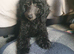 READY NOW! Standard poodle puppies kc registered