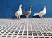 Racer pigeons