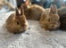 Bunnies pure bred Netherland Dwarf