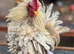 Serama frizzle Cockerell