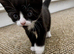 Adorable black and white female kitten – available to reserve