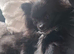 Girl pomeranian