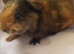 Beautiful Swiss, Texel and sheltie baby piggies