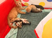 Kittens looking for forever